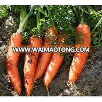 Selling carrots with high quality and best price