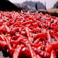 Top Quality Fresh Small Red Hot Chili With Cheap Price